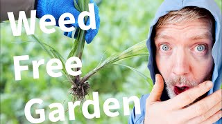 How to Have a Weed Free Garden (Live)