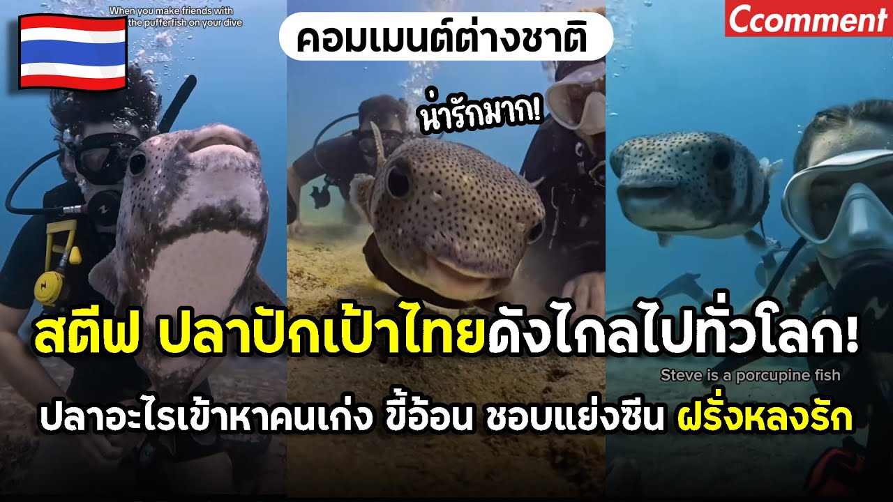 สตีฟปลาปักเป้าไทยที่ดังไกลทั่วโลก ขี้อ้อนเกินต้าน จนฝรั่งยอมบินข้ามโลกมาเจอให้ได้
