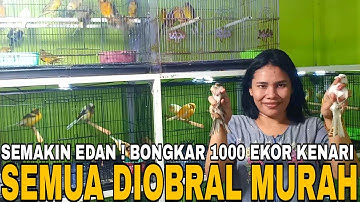 SEMAKIN EDAN ! BONGKAR LAGI 1000 EKOR KENARI SERI NYA KOMPLIT SEMUA DIOBRAL MURAH BANYAK PROMO