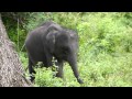 Six months old baby elephant eating