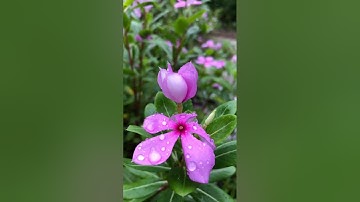 Công dụng của cây dừa cạn  có thể bạn chưa biết | Vườn Thuốc Nam Quý