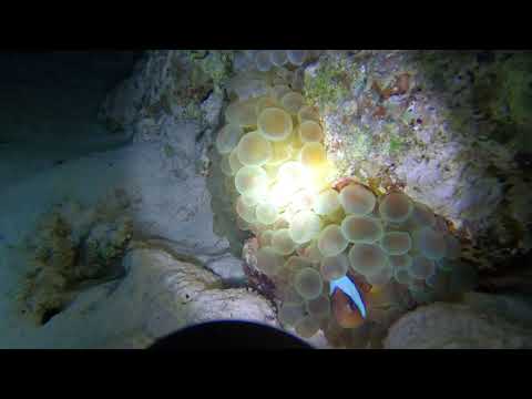 Diving in Egypt.