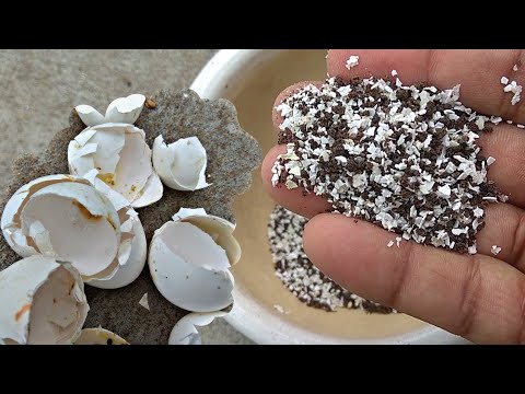 How to make eggshell fertilizer - YouTube