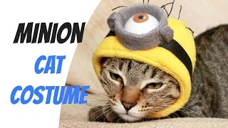 Minion Cat Costume | DIY Pet Costume Tutorial