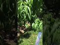 Bird Scare Tape
