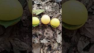 Finding millipede and snail and eggs #snail #millipede #eggs #millipedes