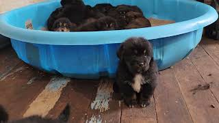 Beautiful Kesang Camp Tibetan Mastiff puppies at 6 weeks of age for adoption ($500$1000)