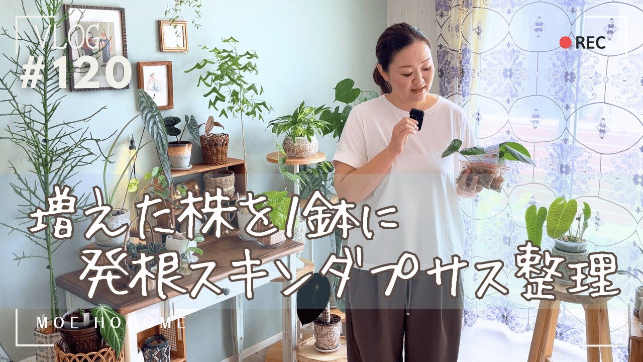 【植物整理】発根したスキンダプサスをひとまとめに（Vlog/120）