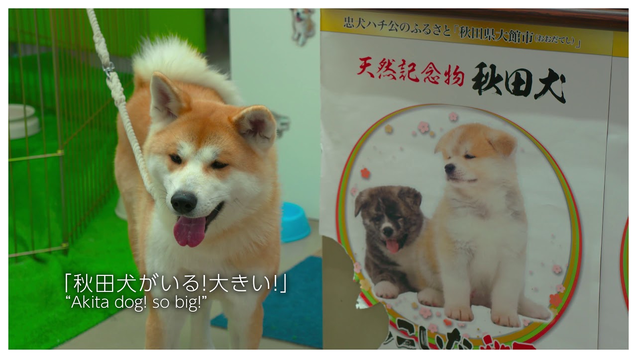 大館市 秋田犬会館 Youtube