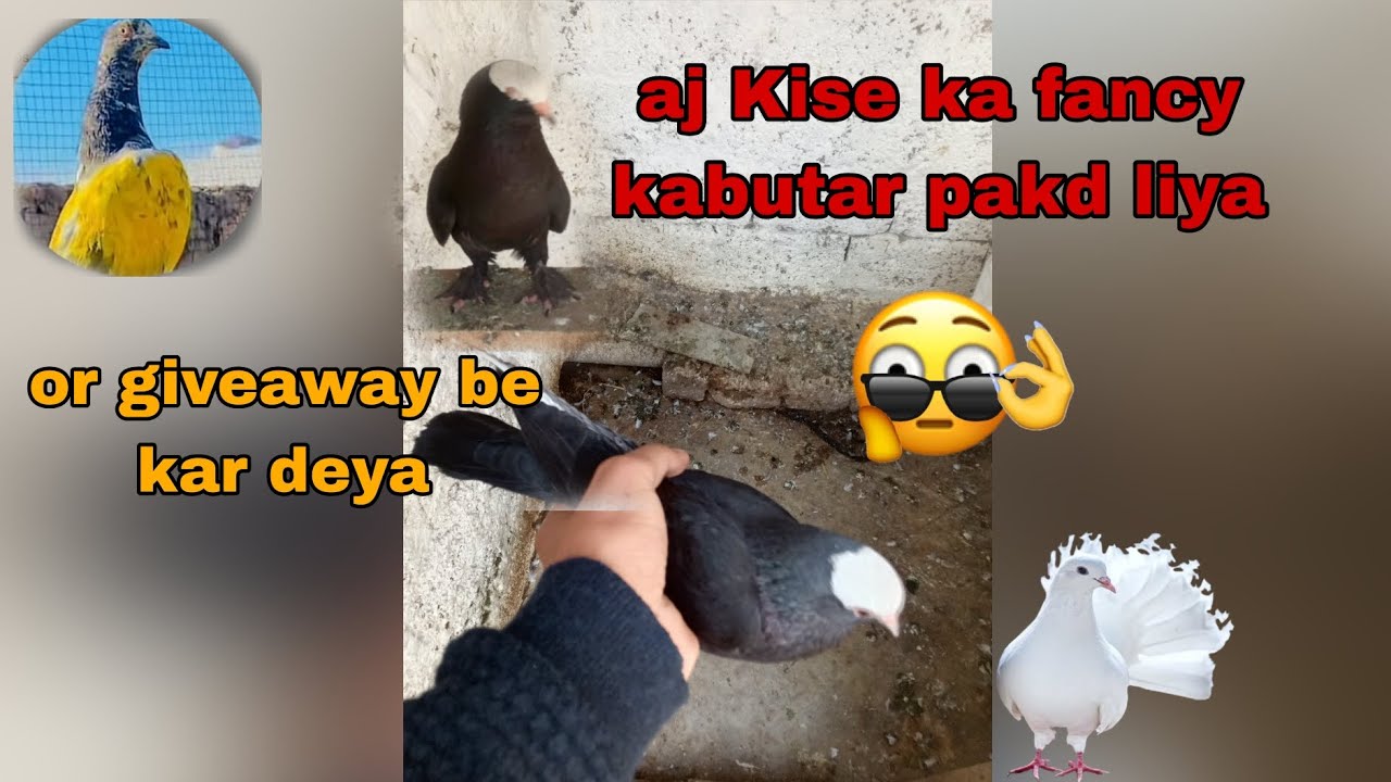 Aj Kise ka fancy kabutar pakd liya || giveaway be done || full new pigeon update#pigeon #pigeonlaver