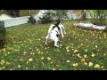 two smooth fox terrier playing の動画、YouTube動画。