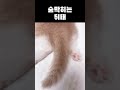 짧은 다리 파다닥 #고양이 #cat #각종유머