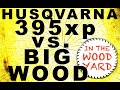 #230 -  Husqvarna 395XP vs. HUGE wood! - In My Brothers Woodyard