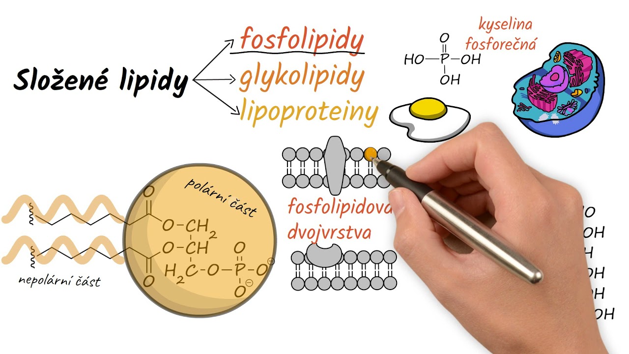 Maturitní otázka 24: Charakteristika a význam lipidů (včetně terpenů a steroidů)