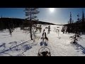 Husky Safari in Riisitunturi National Park, Lapland, Finland