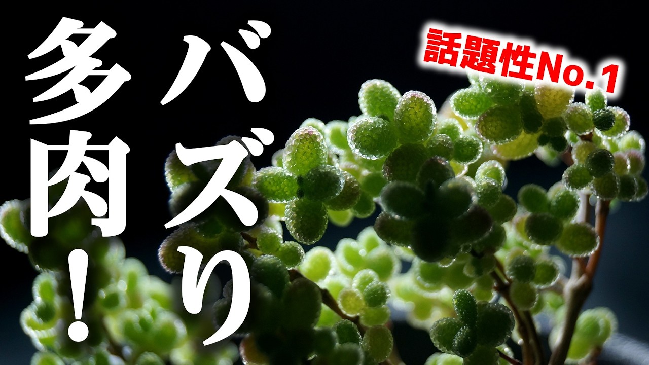 業界をざわつかせた観葉植物”をついにあのホムセンで発見