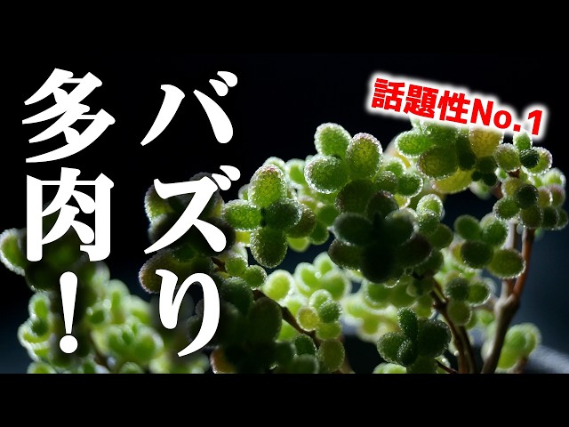 Top【選抜株】26465ドロサンテマム ストコエイ錦 108個 鉢無し/脱土