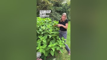 How Do You Prune Hydrangeas And When?
