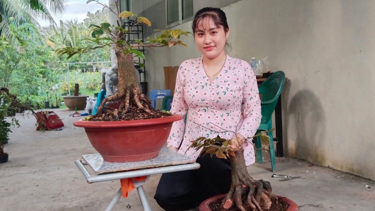 Phôi tứ quý, tứ quý ghép bình lợi ngày 27/2☎️ Zalo 0368230127 gặp Thảo.