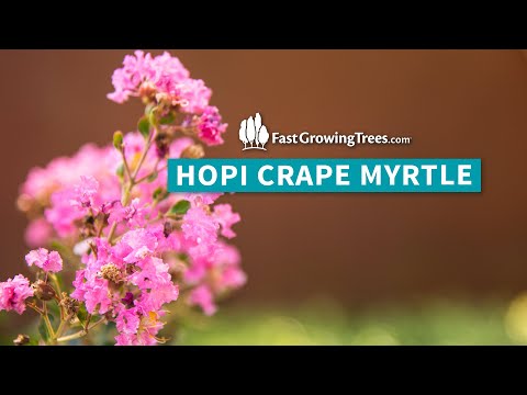 Video: Alternatif Untuk Crepe Myrtles - Apakah Ada Tanaman Yang Mirip Dengan Crepe Myrtle