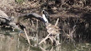 Little pied cormorant and grey teal ducks