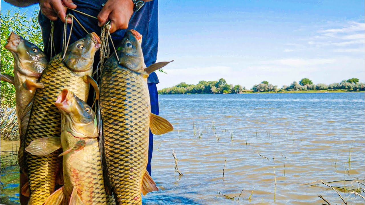 сазан сазан. сазан гигант. сазаны астрахань. сазан астраханский. крупный сазан.