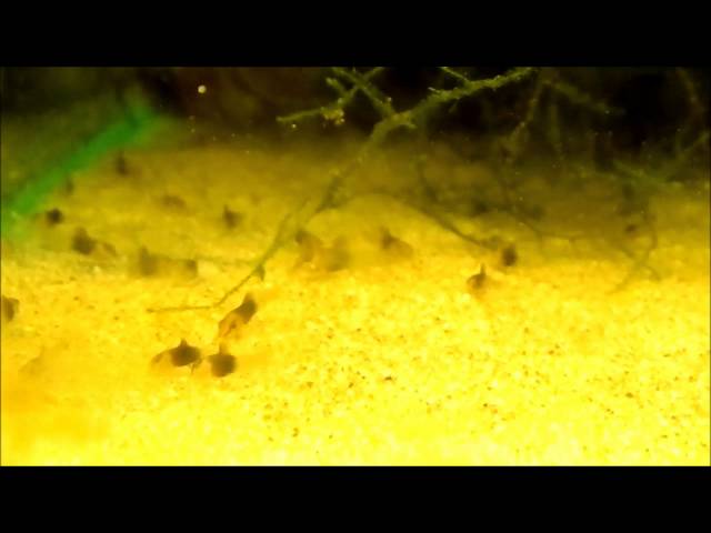 Watch Corydoras eques - 2 week old fry on YouTube.