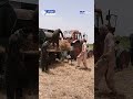 فصل برداشت محصولات زراعتی در ولایت جوزجان