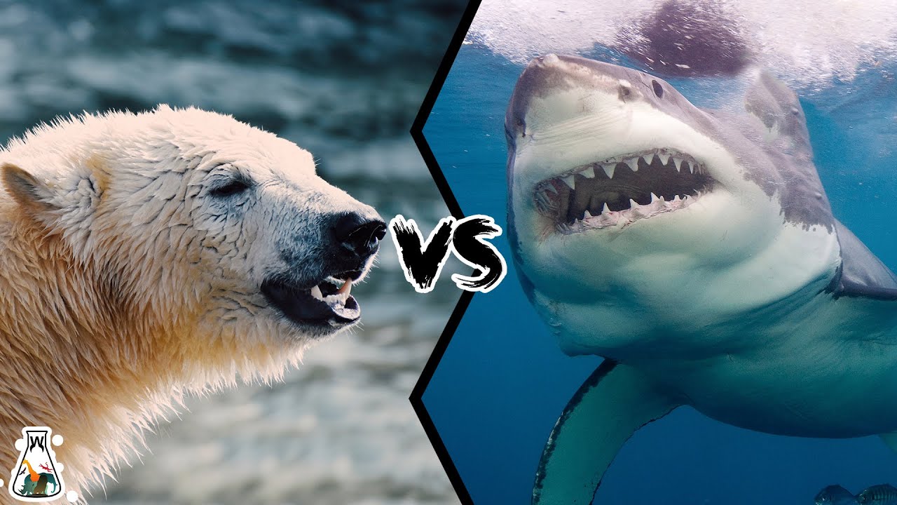 Polar Bear Vs Great White Shark Who Will Emerge Victorious Youtube