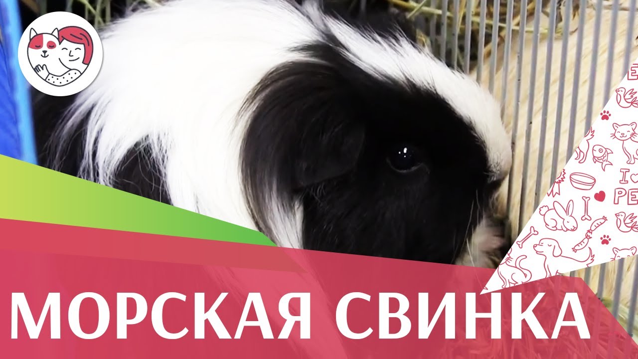 питомцы кукол лол Морская свинка Содержание на ilikepet