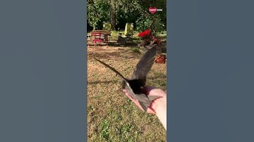 Girl Helped Injured Swift Bird in Flying || Heartsome 💖