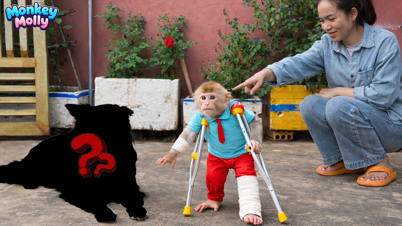 OMG! Where Is Mun? Monkey Molly’s Dog Suddenly Disappears!