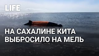 На Сахалине кита выбросило на мель