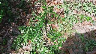 Behind the Scenes: Landscaping My In-Home Daycare by Apple Tree Homeschool Academy 72 views 2 weeks ago 8 minutes, 19 seconds