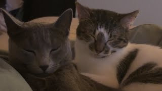 A Day With Soju & Bira Russian Blue European Short