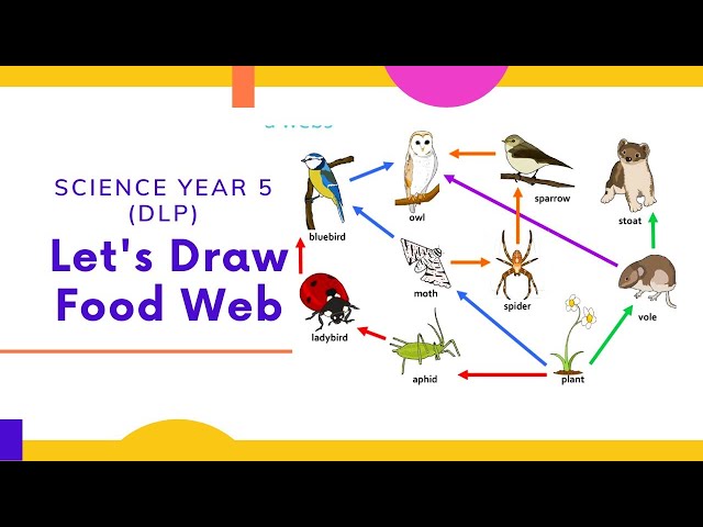 How to Draw Food Chain🌤🦗🍃🦜🐸🍄🐍|step by step drawing tutorial | Food  chain, Food chain diagram, Food drawing