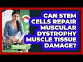 Can Stem Cells Repair Muscular Dystrophy Muscle Tissue Damage? - Muscular Dystrophy Support Network