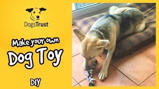 Super easy, DIY dog toys! | Dogs Trust