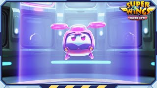 [SUPERWINGS5 Compilation] Dizzy! 2 | Super Pets | Superwings Full Episodes | Super Wings