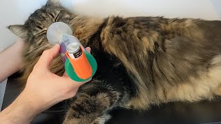 Roy almost fall asleep during his Asthma Treatment | Norwegian Forest Cats