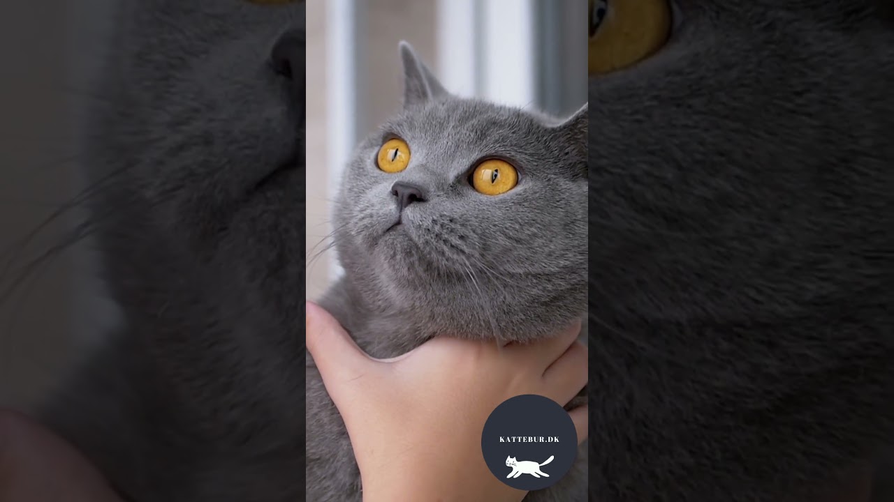 Smelt dit hjerte med nuttede øjeblikke: Verdens Sødeste Katte Compilation! Uge 36