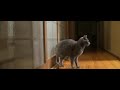 Funny &crazy cats