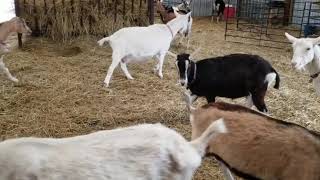 Harmony Lane Goat Farm