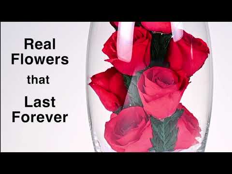 Real Roses that