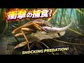 昆虫捕食：衝撃の瞬間 2｜Insects: Deadly Encounters Vol.2 （Created with Generative Software）
