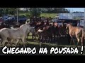 Cavalgada de Muares (na solta, chega na pousada) - Tradição 100%