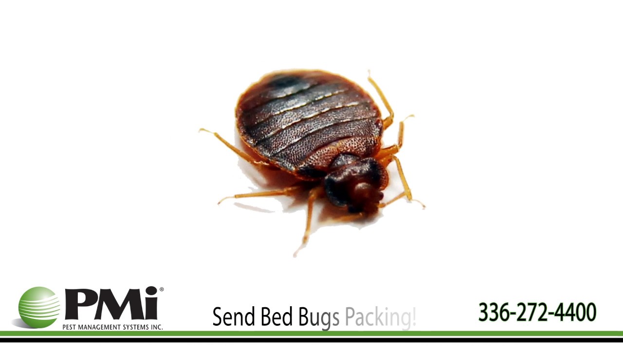 Bed bugs full screen