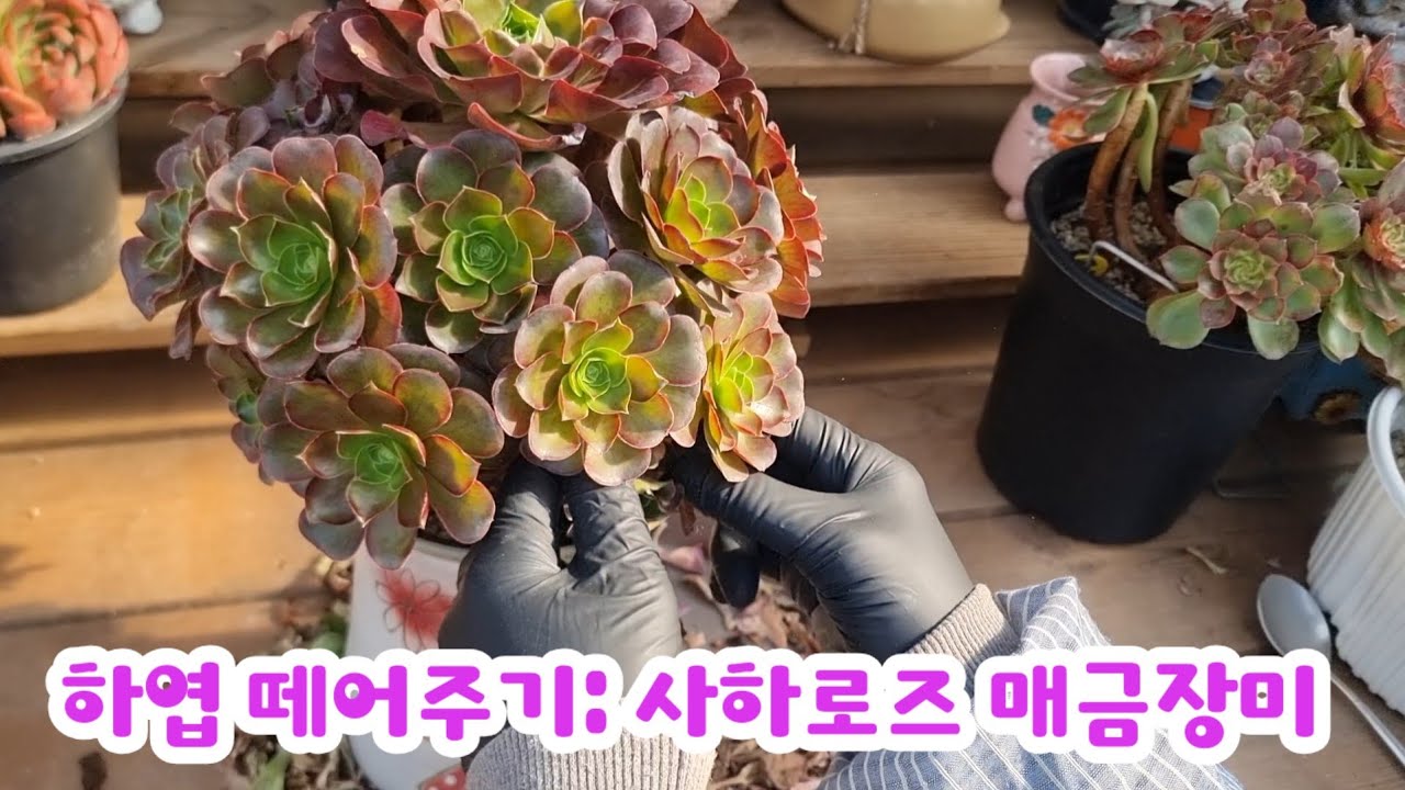 26.2.28 #하엽_떼어주기 사하로즈 매금장미 #succulent #다육이 #러블리로즈다육 