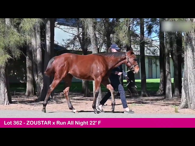 Lot 362 - Zoustar (AUS) x Run All Night (AUS)-2023 Gold Coast National Weanling Sale