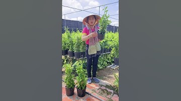 Cây Cúc Tần Ấn Độ - Trồng ban công dây leo chống nắng |𝟎𝟗𝟏𝟖.𝟕𝟎𝟖.𝟗𝟔𝟓